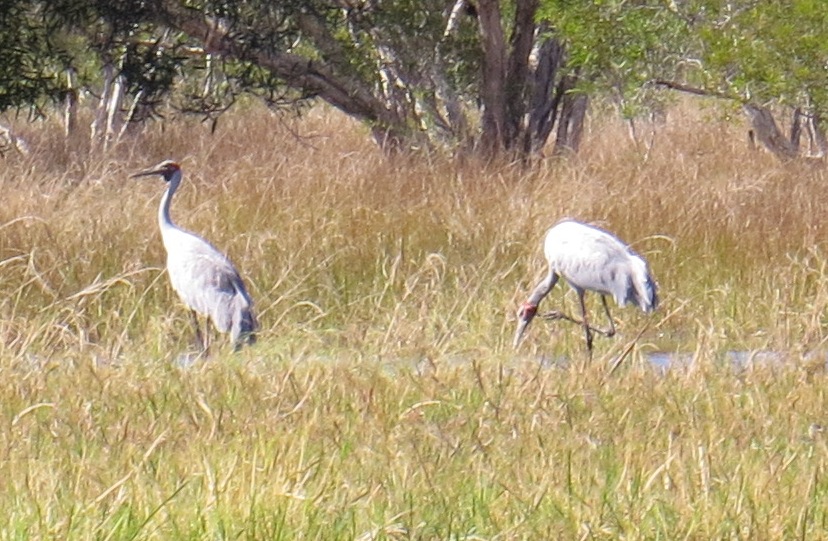 Brolga or Australian Crane