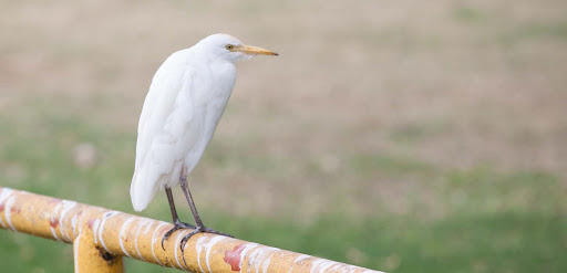 heron-Hanauma-Bay - An egret, a member of the heron family, in Hanauma Bay Nature Preserve Park on Oahu, which attracts a million visitors a year. 