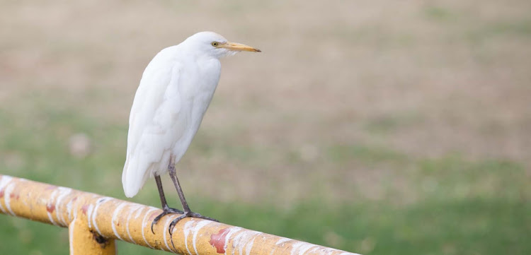 An egret, a member of the heron family, in Hanauma Bay Nature Preserve Park on Oahu, which attracts a million visitors a year. 