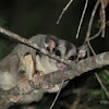 Squirrel Glider