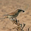 Red-backed Shrike (Female)