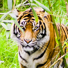 i see you by Mindee Green - Animals Lions, Tigers & Big Cats