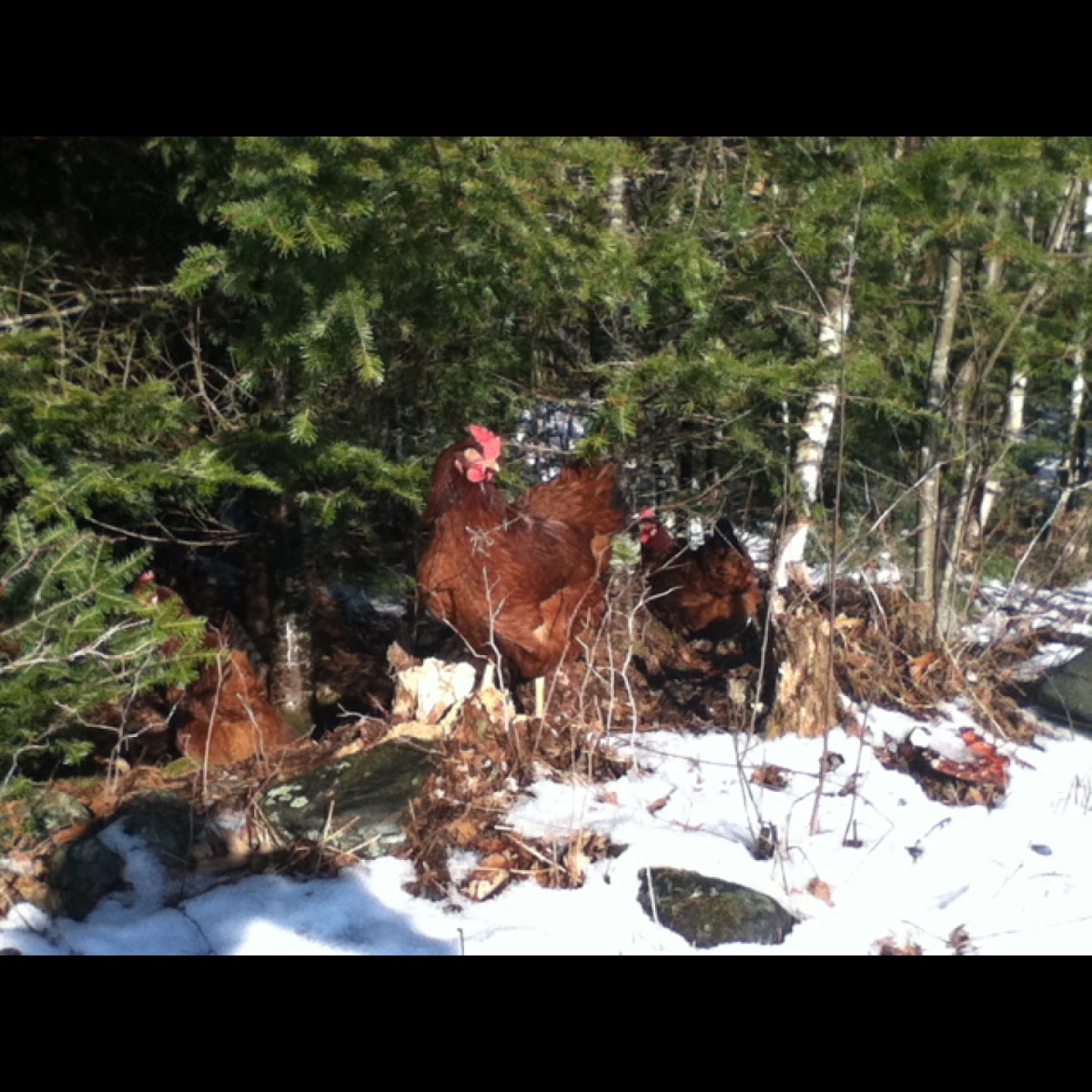 Chicken (Rhode Island Red)