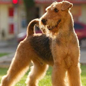 Airedale Terriers Wallpapers 1.0