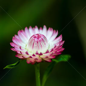 All Aglow by Michael Pua - Flowers Single Flower