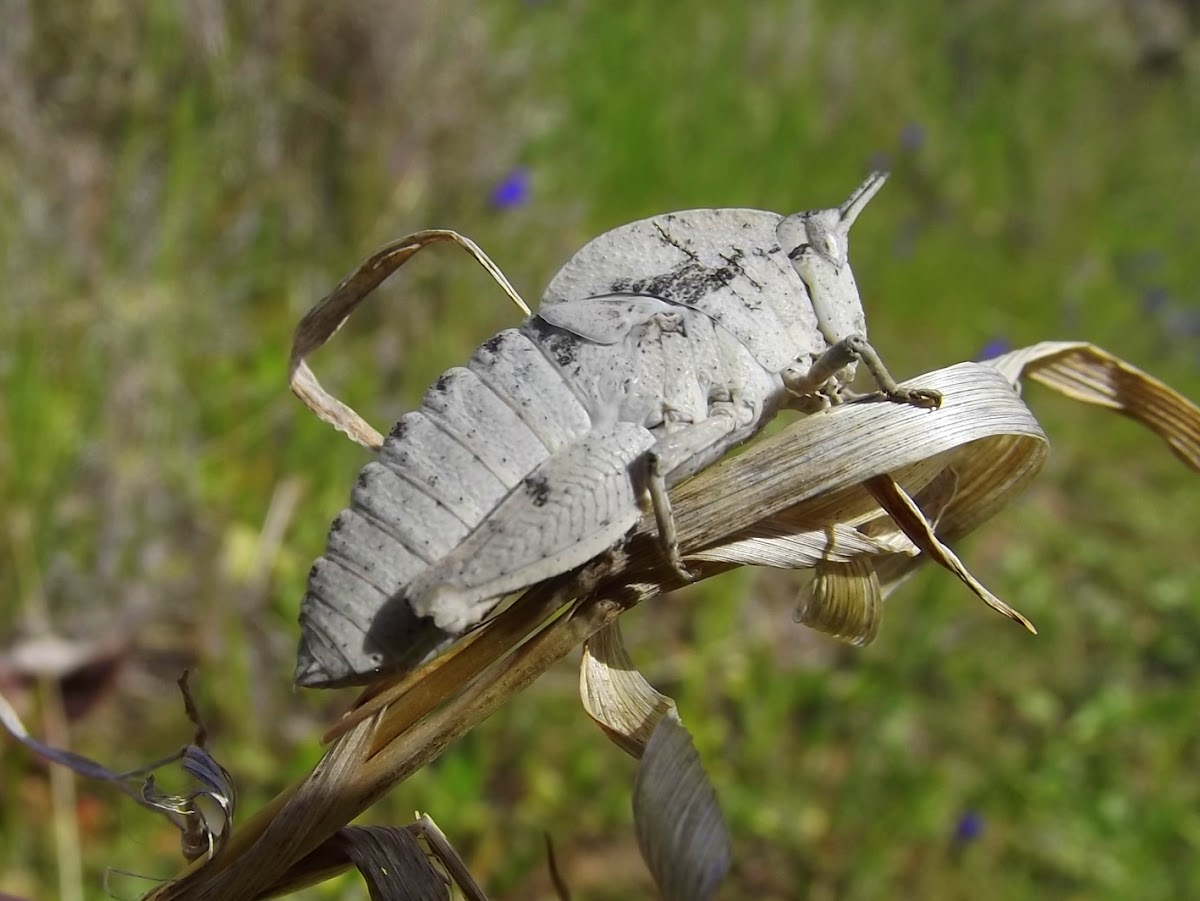 Gumleaf grasshopper