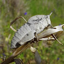Gumleaf grasshopper