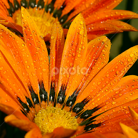 by Bharat Dudeja - Flowers Single Flower