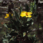 Island Bush Poppy