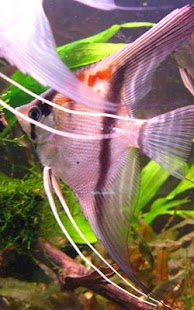 Free Download Aquarium Live Wallpaper APK for PC