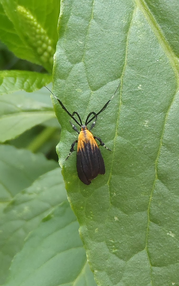 Moth mimicking a Lycid Beetle