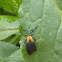 Moth mimicking a Lycid Beetle