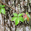 Virginia Creeper