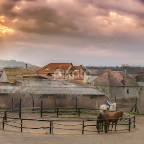 pending storm by Iosif Vajnar - Animals Horses