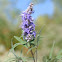 Vitex, Chaste Tree