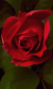 How to install Rose Live wallpaper lastet apk for bluestacks