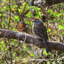 Chipping sparrow