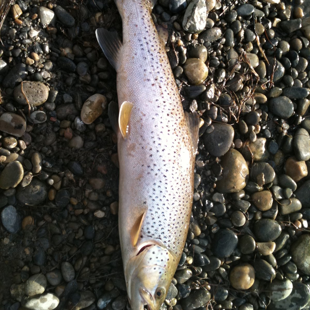 Brown trout Project Noah