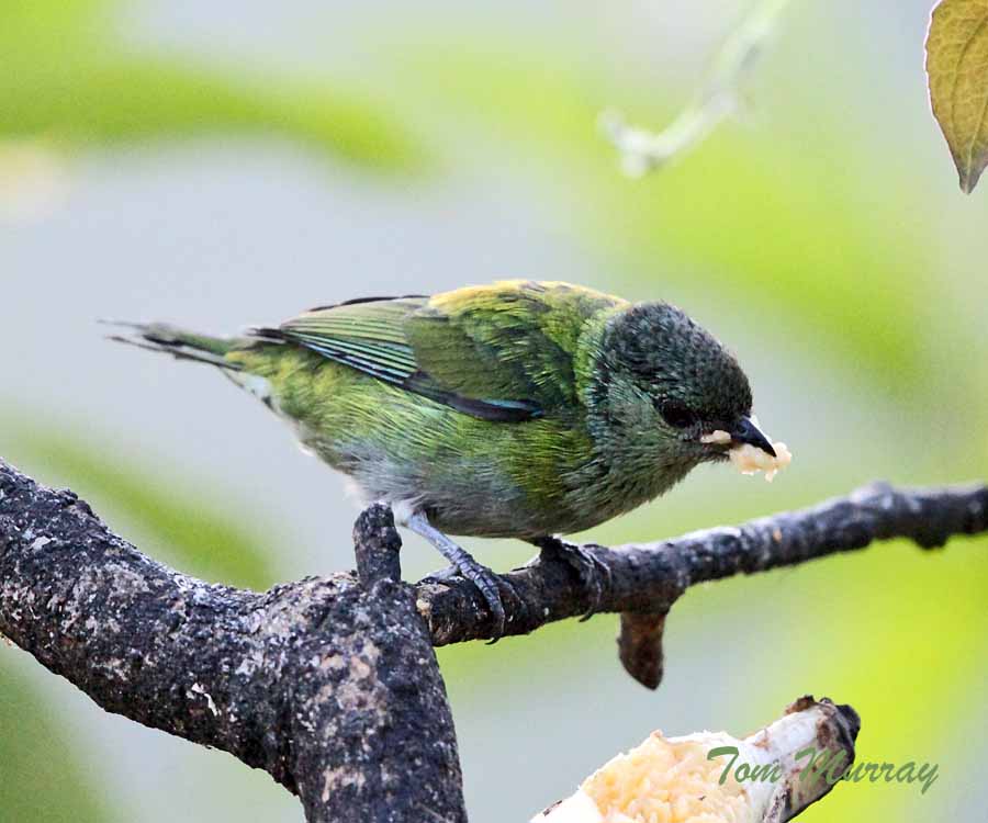 Black-capped Tanager (female)