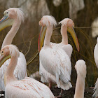 Great White Pelican