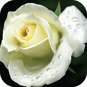 White Rose Live Wallpaper.apk 1.1.1