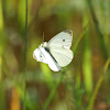 White Sulphur Butterfly