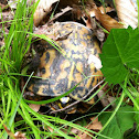 eastern box turtle