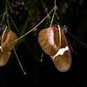 Clysonymus Longwing