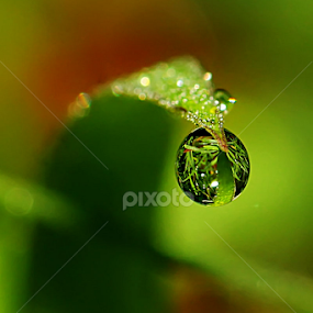 by Luxmen 46 - Nature Up Close Natural Waterdrops