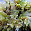 Rhizomnium magnifolium