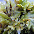 Mosses, Liverworts, and Lichens of the Puget Sound Eco-Region 