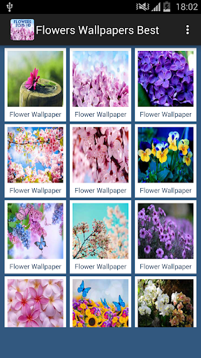 Flowers Wallpapers Best