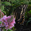 Palmedes Swallowtail