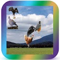 Bird Kidz logo