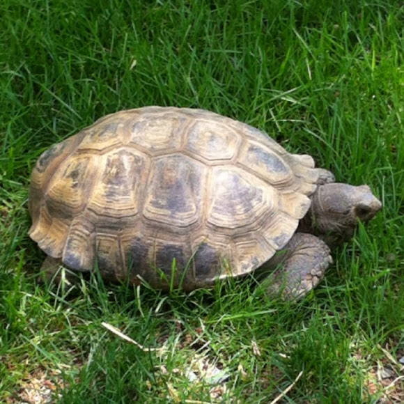 Spur-thighed Tortoise | Project Noah