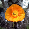 Honeybee in flower