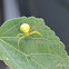 Goldenrod Crab Spider