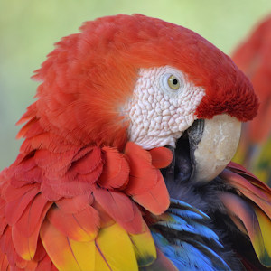 Wildlife HD Live Wallpaper 1.1