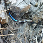 Blue-tailed Skink