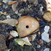 Thin-ribbed Cockle (Sordid Moon Snail's victim)