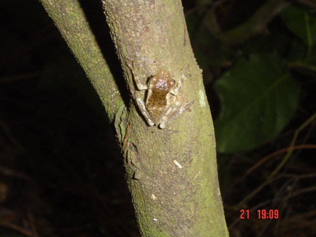 Veined Treefrog