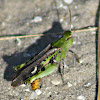 Southern Green Striped Grasshopper