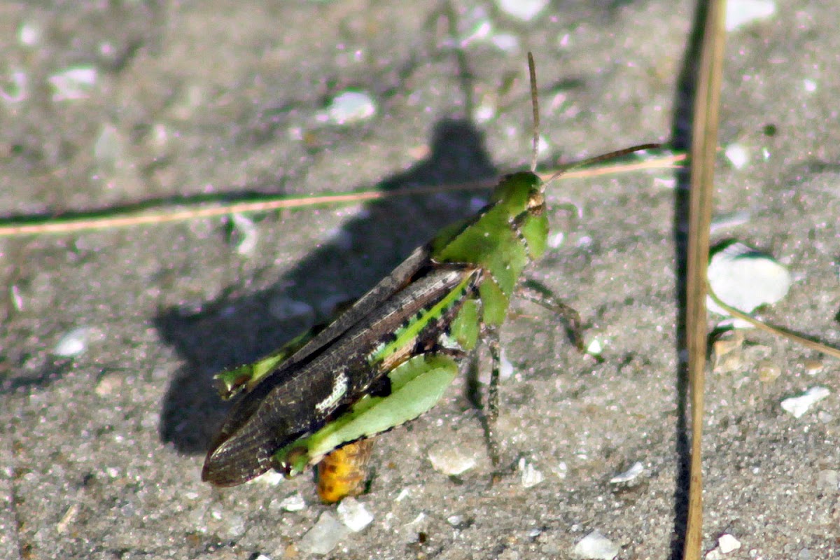 Southern Green Striped Grasshopper