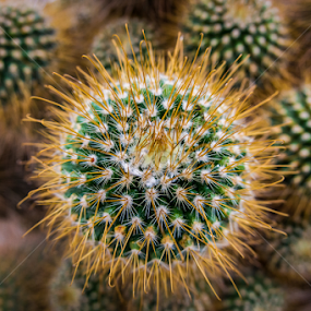 Cactus Love by Loke Inkid - Nature Up Close Other plants