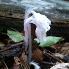 Indian Pipe