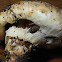 Matsutake