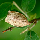 Oblique-banded leafroller moth