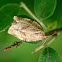 Oblique-banded leafroller moth
