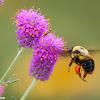 Brown-belted Bumblebee