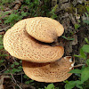 Dryad's Saddle fungus